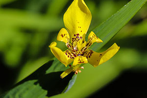 Аллея Сердец