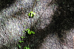 Мистический Тибет