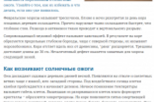 Морозобоины у плодовых деревьев