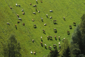 Фотосъёмка с вертолета.