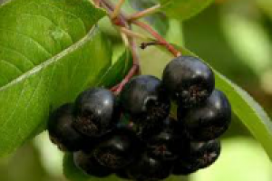 Как сделать вино из черноплодной рябины?