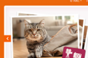 Сайт для дистрибьютера P&G Pet Care – Iams.ru