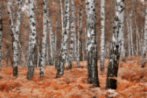 Работа 2564295