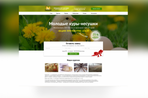 Куры несушки