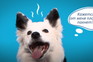 Ролики с советами ветеринара для ТВ канала