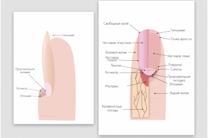 Инфографика ногтей