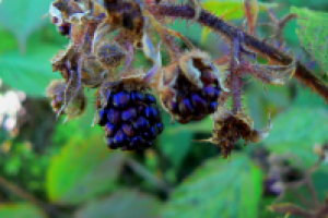 Просто макро