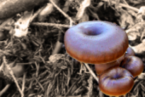 Просто макро