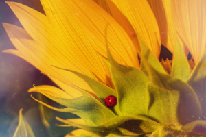 Работа 3998574