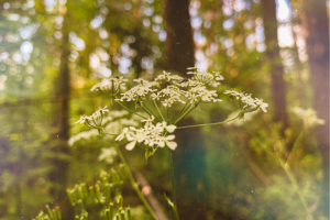 Работа 3998562