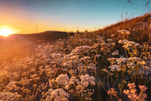 Работа 3998567