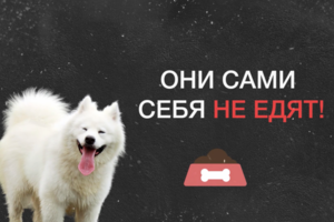 Самоед