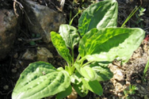 Полезные свойства подорожника и его применение в народной медици