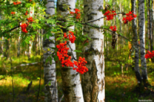 Берегите лес!