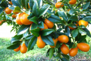 Кумкват (кинкан)