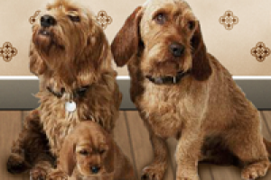 Разработка дизайна для питомника