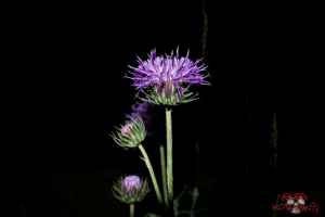 Работа 4176341