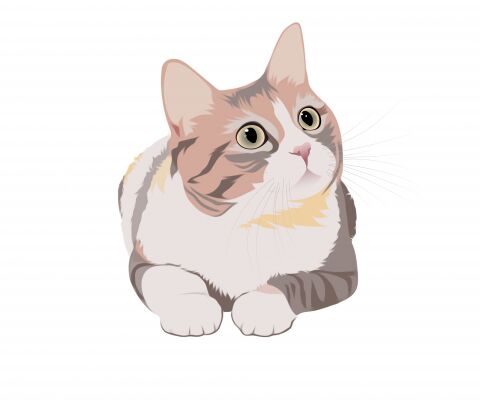 img3785036.png