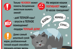 Буклет Помощь кошкам зимой