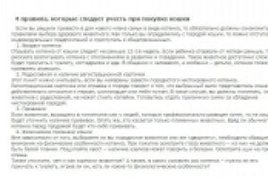 4 правила, которые следует учесть при покупке кошки