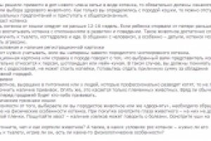 4 правила, которые следует учесть при покупке кошки