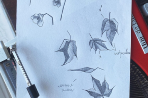 Карандашный эскиз цветов