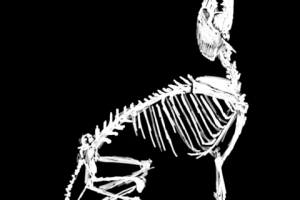 Скелет собаки