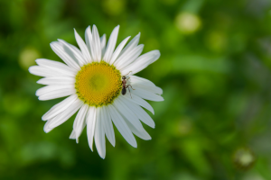 Работа 3848337