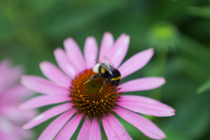 Работа 3848335