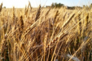 Урожай зерновых 2016. Успех или проблема?