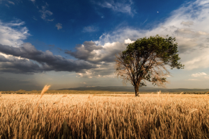 Работа 4048587