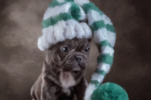 Щенок в шапочке (Digital Dog Oil) портрет