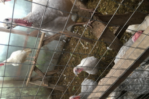 Подсобные постройки