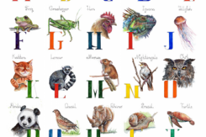 Animal ABC