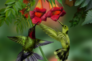Калибри и цветы