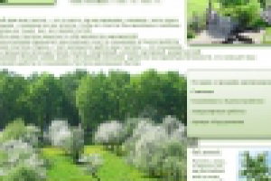 Зеленые линии