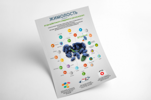 Инфографика жимолость