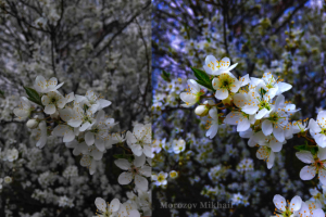 Цветокоррекция