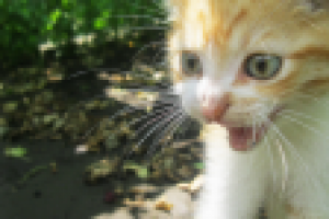 Зачем человеку кошка? (стихотворение)