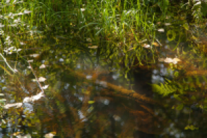 Работа 1803003