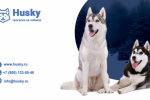 Визитка хаски