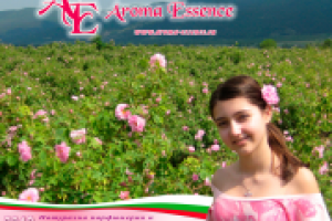 Работа 2522772