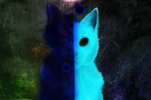 инь янь кот