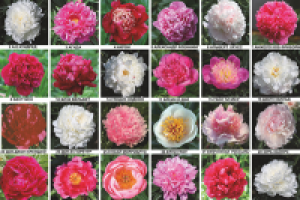 Каталог пионов