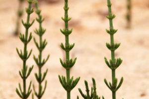 Работа 4009975