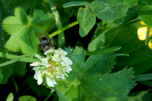 пчелка на клевере