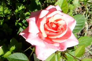 розовая роза