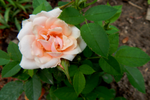 абрикосовая роза