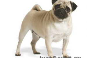 Маленькие породы собак