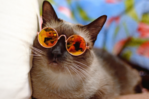 Пример постановочной, репортажной или художественной фотографии